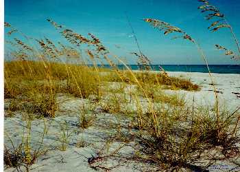 It's more than a name - The Sea Oats are beautiful!